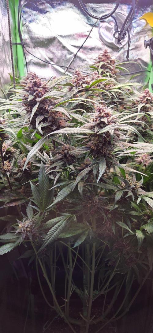 FB Lemon Cherry Cookies Auto in 40x40. Week 10