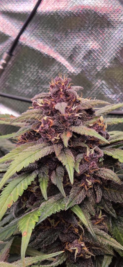 FB Lemon Cherry Cookies Auto in 40x40. Week 10