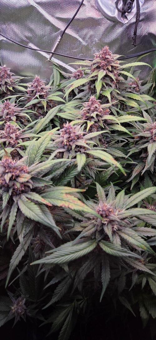 FB Lemon Cherry Cookies Auto in 40x40. Week 10