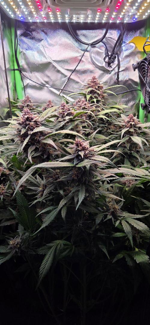 FB Lemon Cherry Cookies Auto in 40x40. Week 10