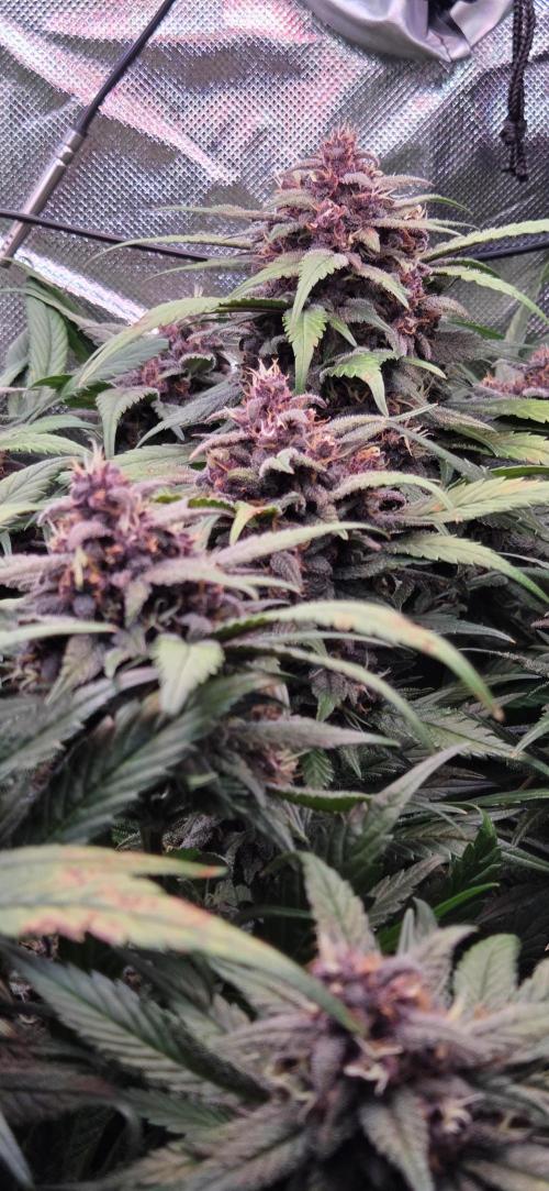FB Lemon Cherry Cookies Auto in 40x40. Week 10