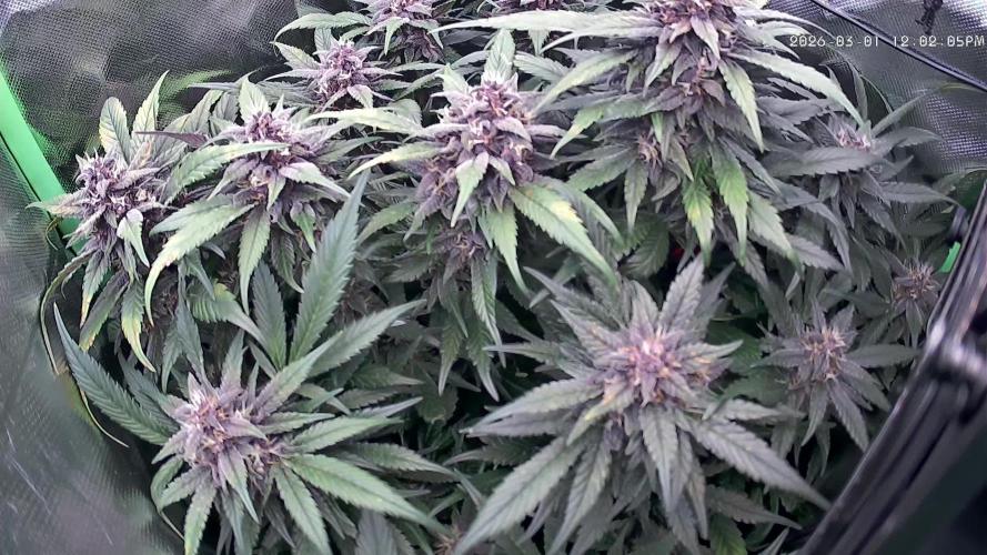 FB Lemon Cherry Cookies Auto in 40x40