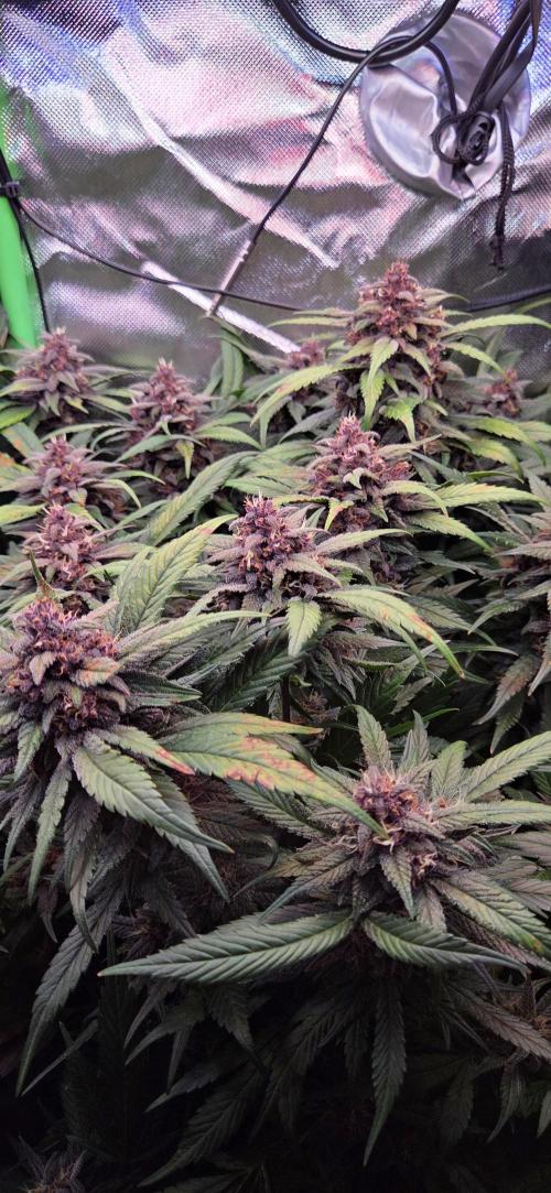 FB Lemon Cherry Cookies Auto in 40x40. Week 11