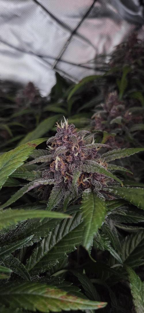 FB Lemon Cherry Cookies Auto in 40x40. Week 11