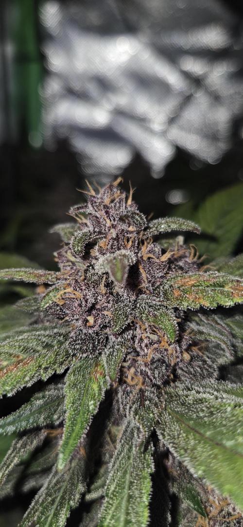 FB Lemon Cherry Cookies Auto in 40x40. Week 11