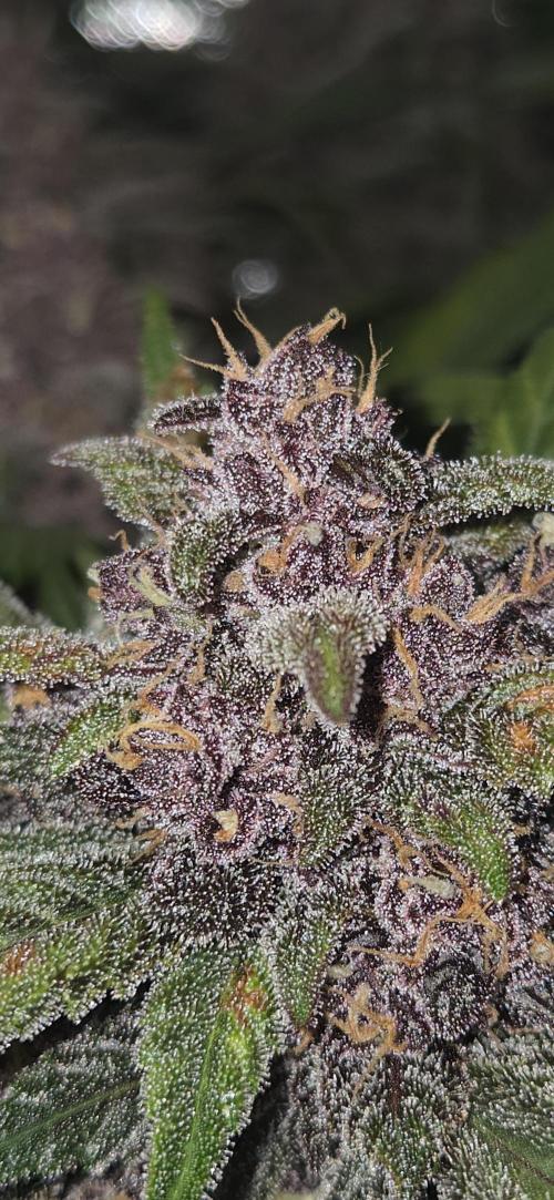 FB Lemon Cherry Cookies Auto in 40x40. Week 11