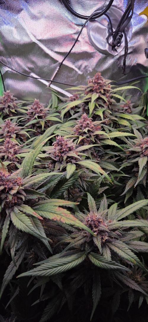 FB Lemon Cherry Cookies Auto in 40x40. Week 11