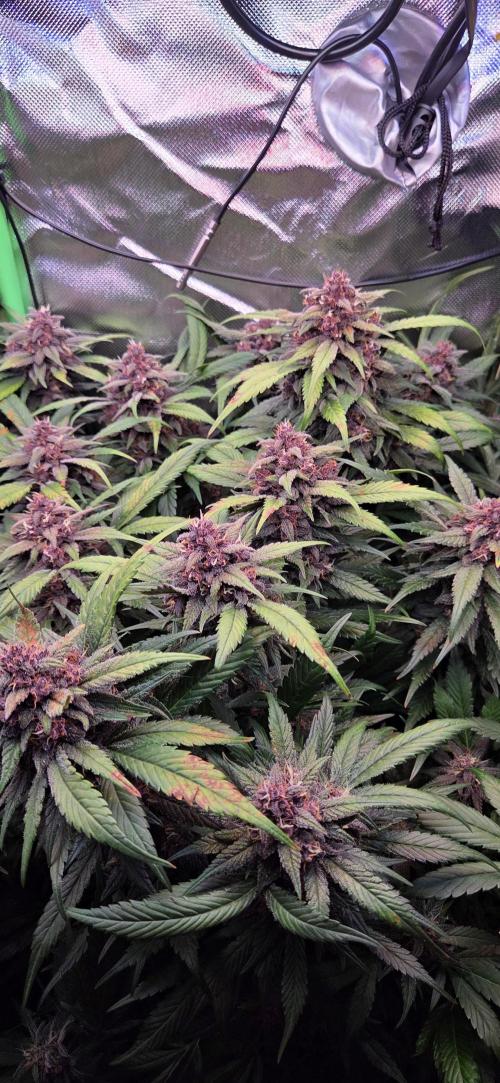 FB Lemon Cherry Cookies Auto in 40x40. Week 11