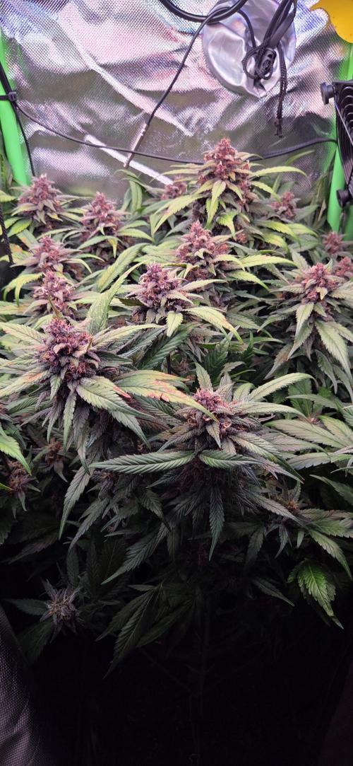 FB Lemon Cherry Cookies Auto in 40x40. Week 11