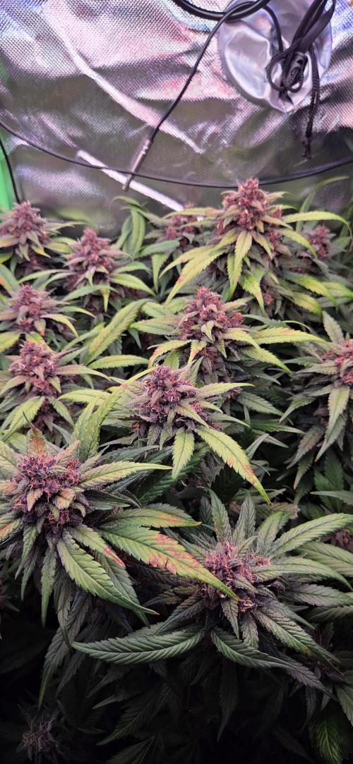 FB Lemon Cherry Cookies Auto in 40x40. Week 11