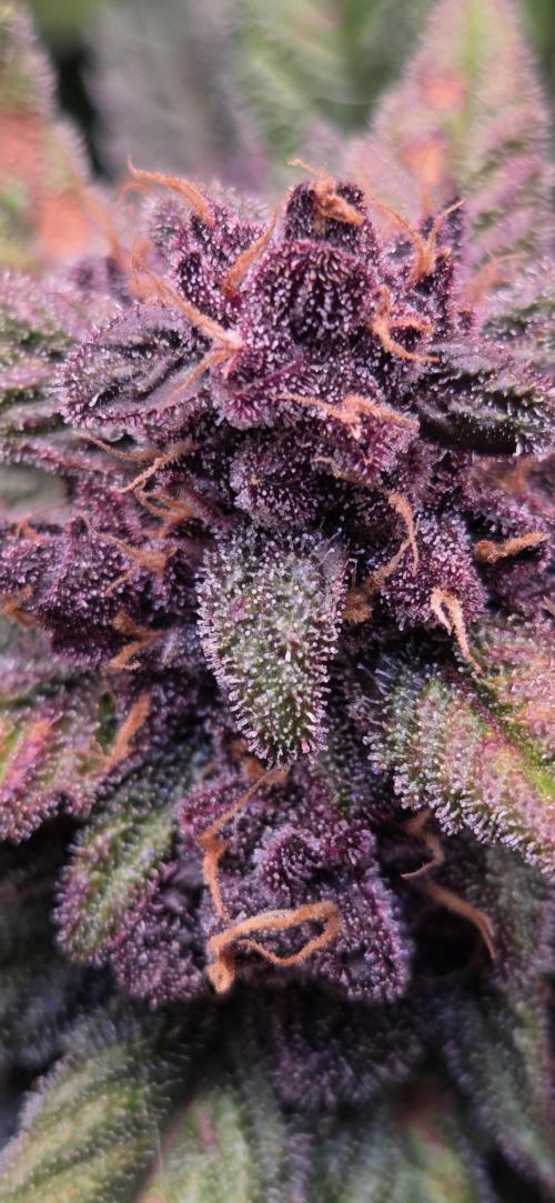 FB Lemon Cherry Cookies Auto in 40x40. Week 11