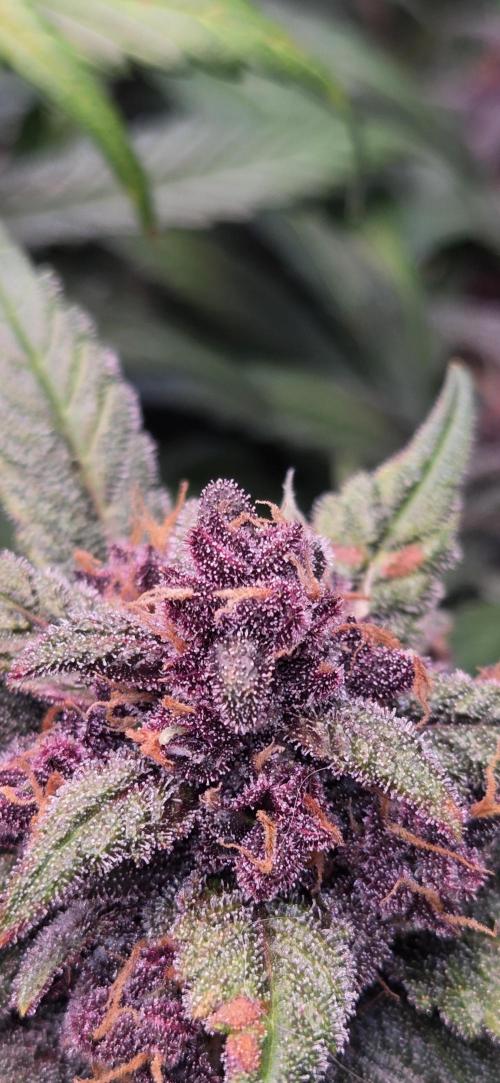 FB Lemon Cherry Cookies Auto in 40x40. Week 11
