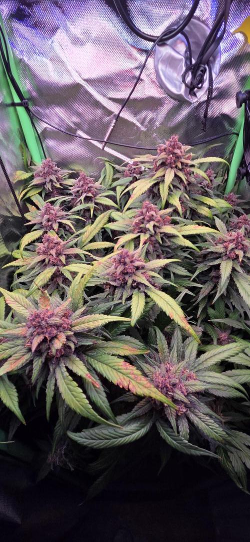 FB Lemon Cherry Cookies Auto in 40x40. Week 11