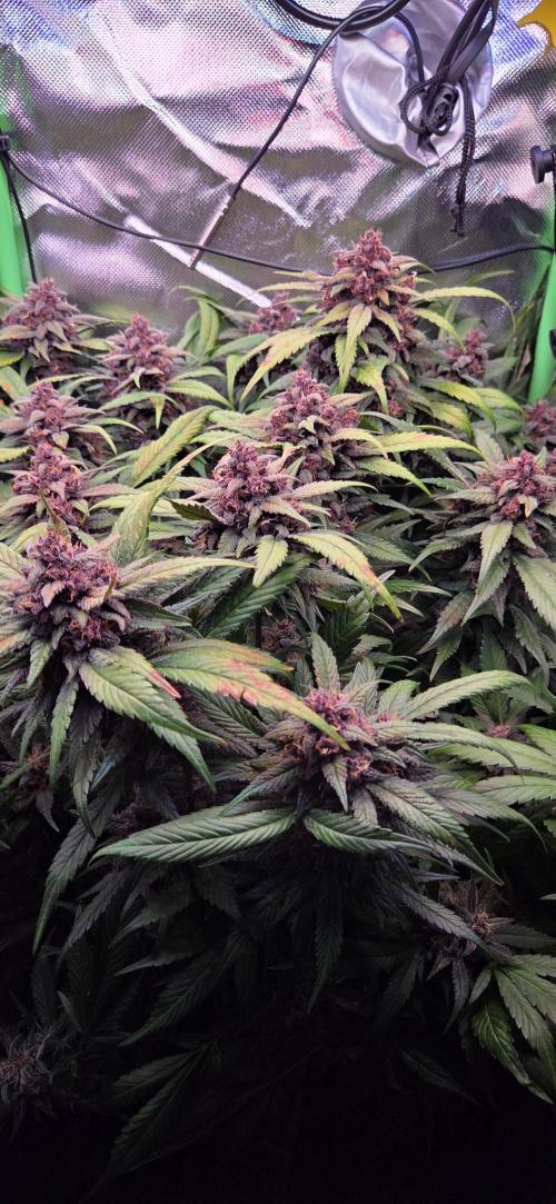 FB Lemon Cherry Cookies Auto in 40x40. Week 11