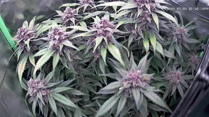 FB Lemon Cherry Cookies Auto in 40x40