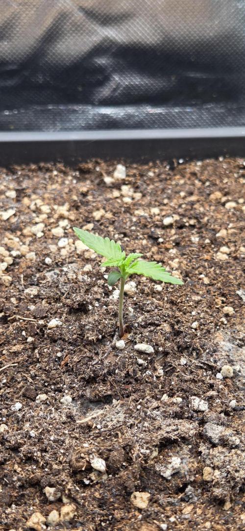 FB420 Purple Haze Automatic in 40x40. Week 1