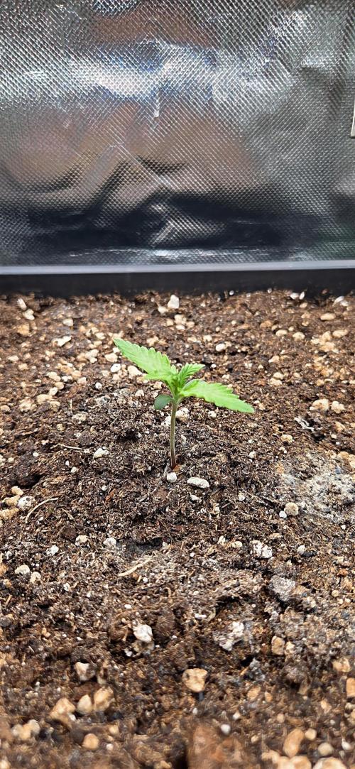 FB420 Purple Haze Automatic in 40x40. Week 2