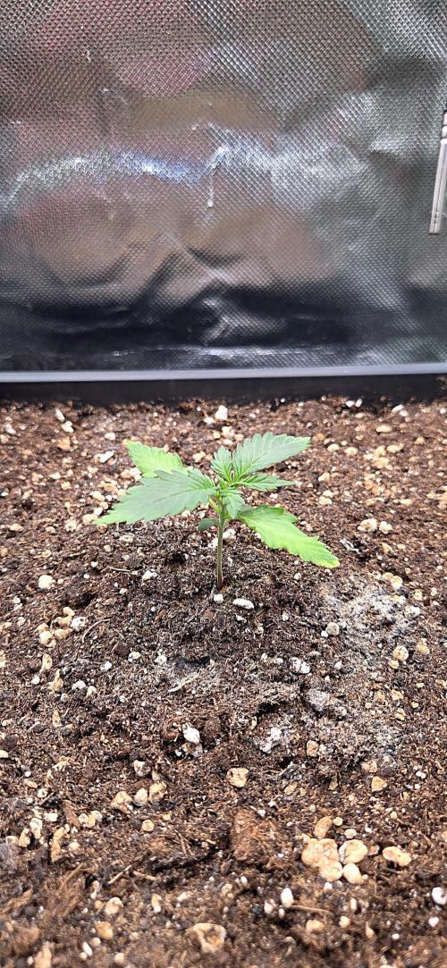 FB420 Purple Haze Automatic in 40x40. Week 2