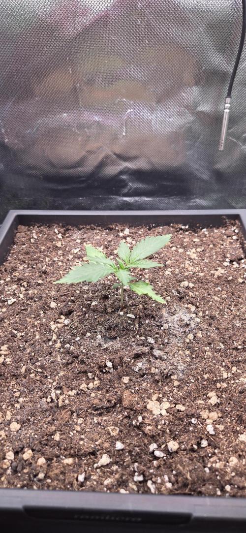 FB420 Purple Haze Automatic in 40x40. Week 2