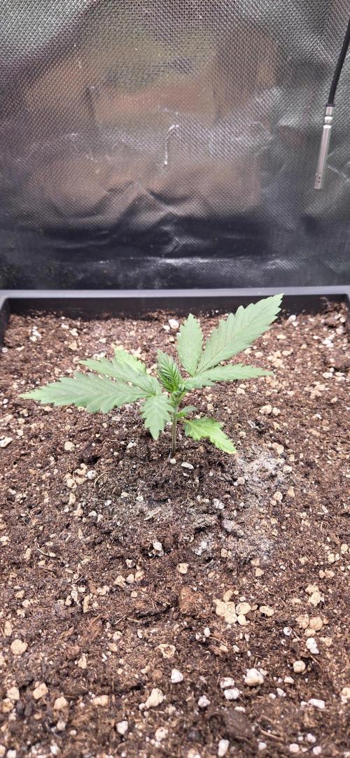 FB420 Purple Haze Automatic in 40x40. Week 2