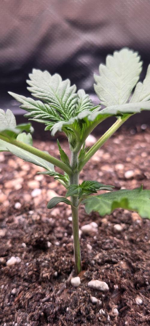 FB420 Purple Haze Automatic in 40x40. Week 3