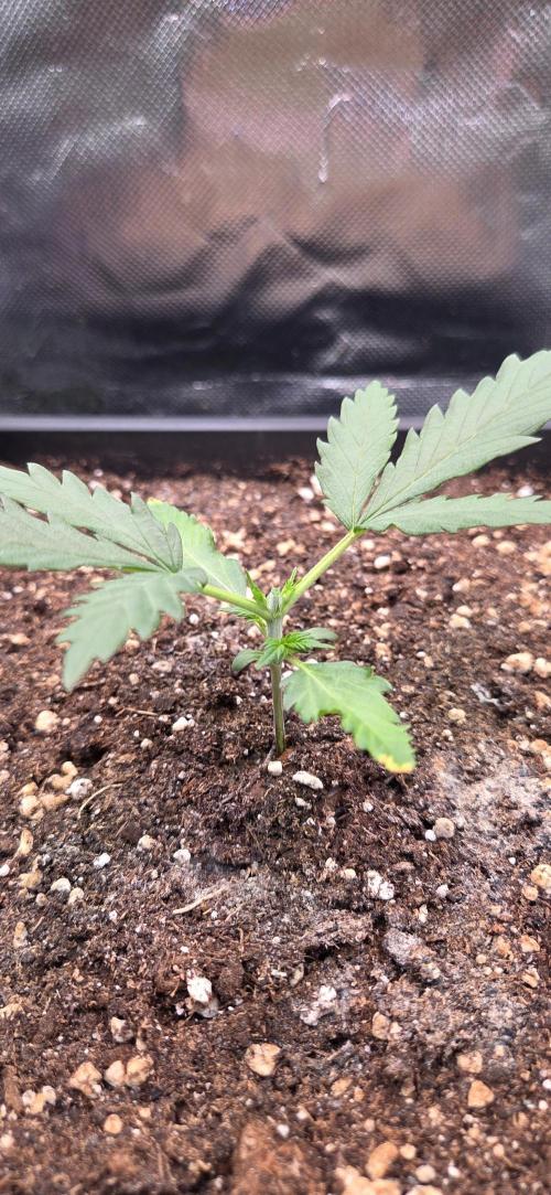 FB420 Purple Haze Automatic in 40x40. Week 3