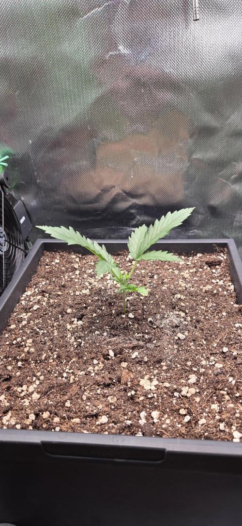 FB420 Purple Haze Automatic in 40x40. Week 3