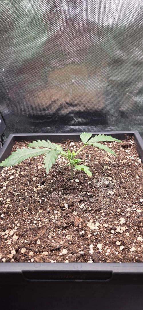 FB420 Purple Haze Automatic in 40x40. Week 3