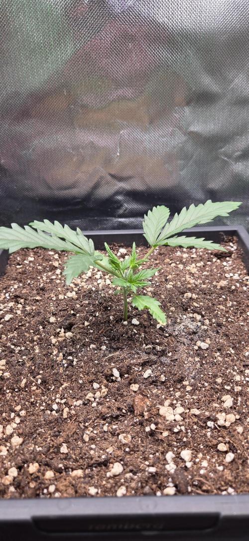 FB420 Purple Haze Automatic in 40x40. Week 3