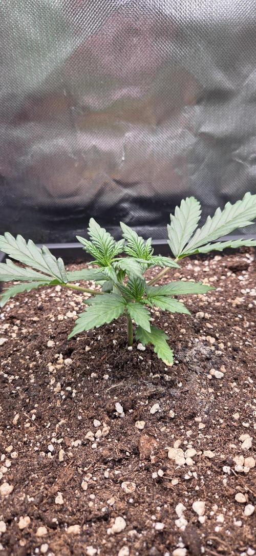 FB420 Purple Haze Automatic in 40x40. Week 3