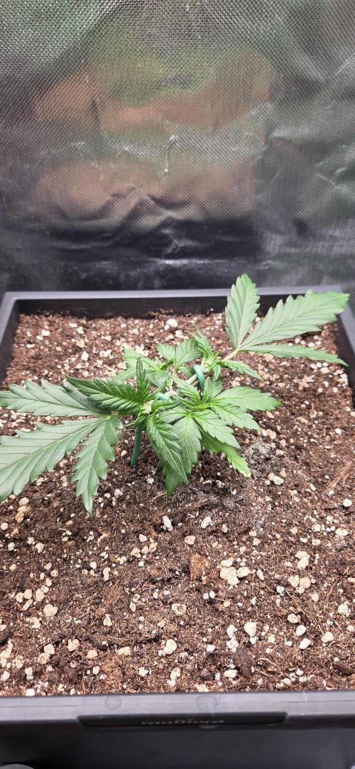 FB420 Purple Haze Automatic in 40x40. Week 3
