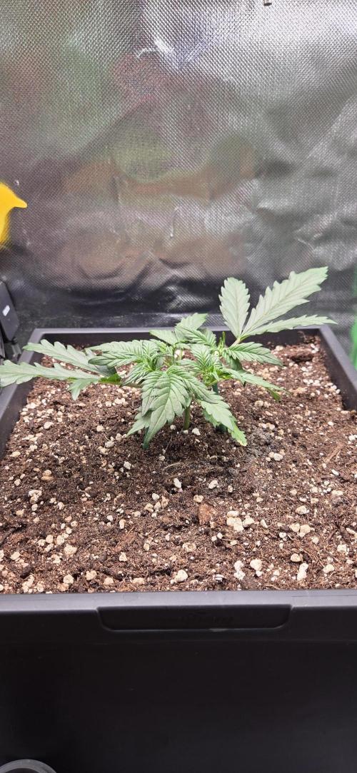 FB420 Purple Haze Automatic in 40x40. Week 3