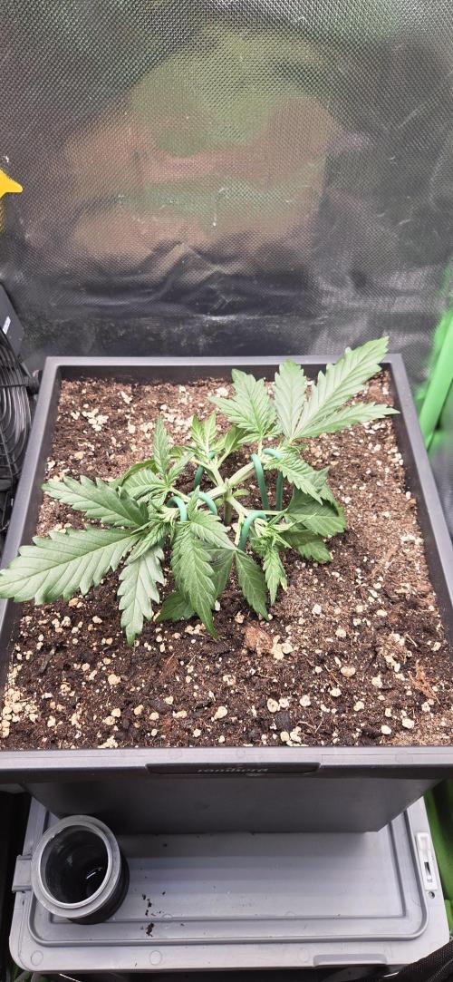 FB420 Purple Haze Automatic in 40x40. Week 3