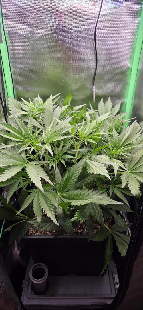 FB420 Purple Haze Automatic in 40x40. Week 5