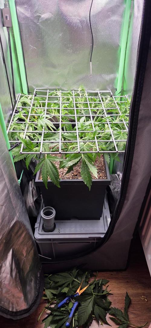 FB420 Purple Haze Automatic in 40x40. Week 5