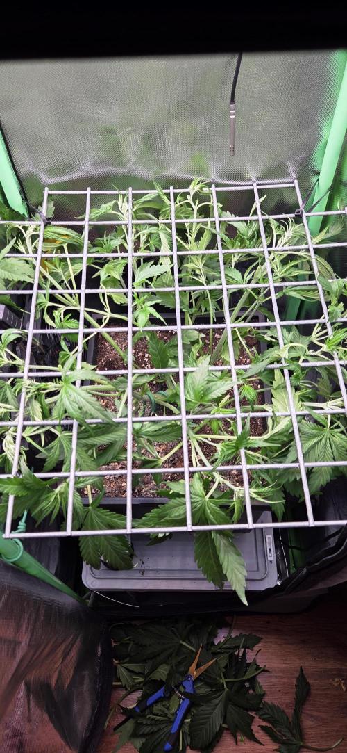 FB420 Purple Haze Automatic in 40x40. Week 5