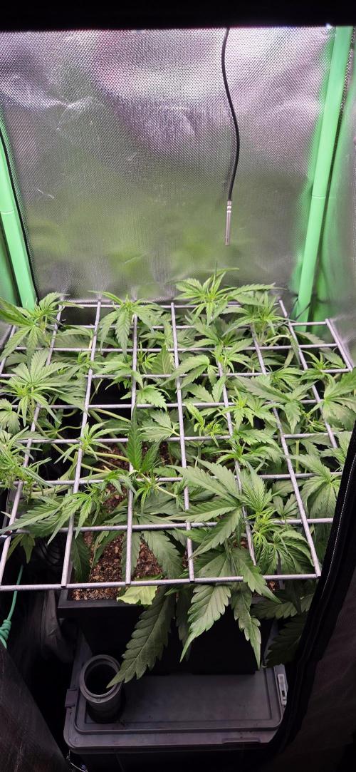 FB420 Purple Haze Automatic in 40x40. Week 5
