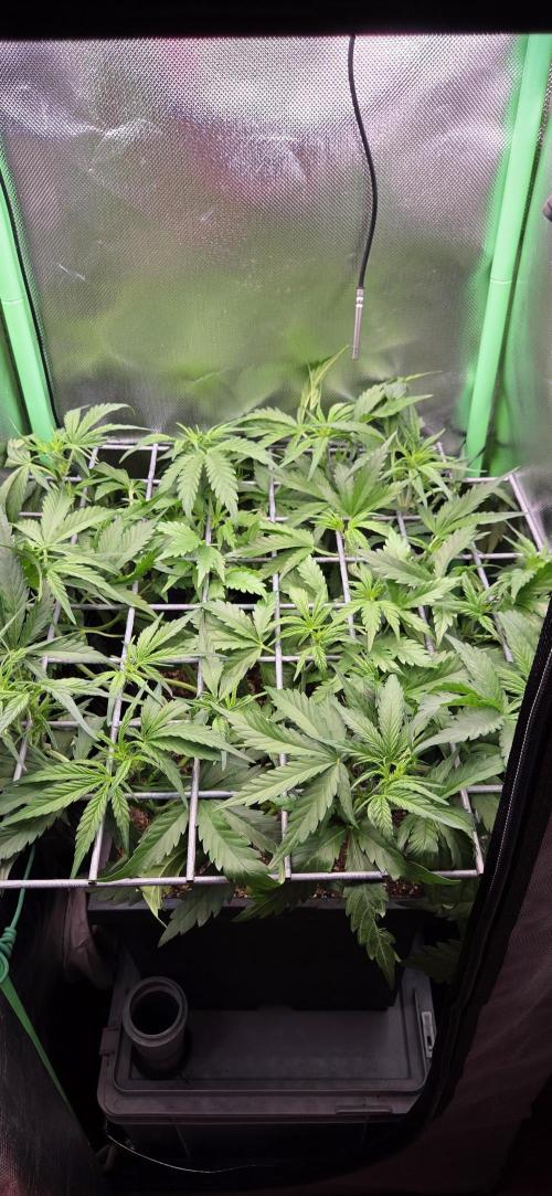 FB420 Purple Haze Automatic in 40x40. Week 5