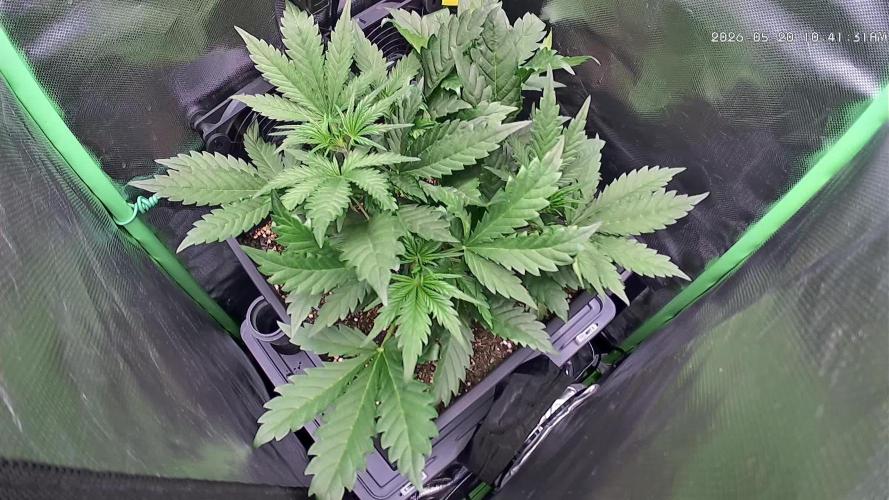 FB420 Purple Haze Automatic in 40x40