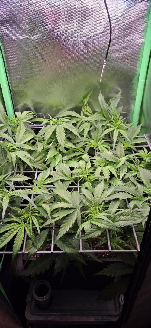 FB420 Purple Haze Automatic in 40x40. Week 6
