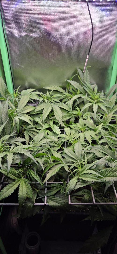 FB420 Purple Haze Automatic in 40x40. Week 6