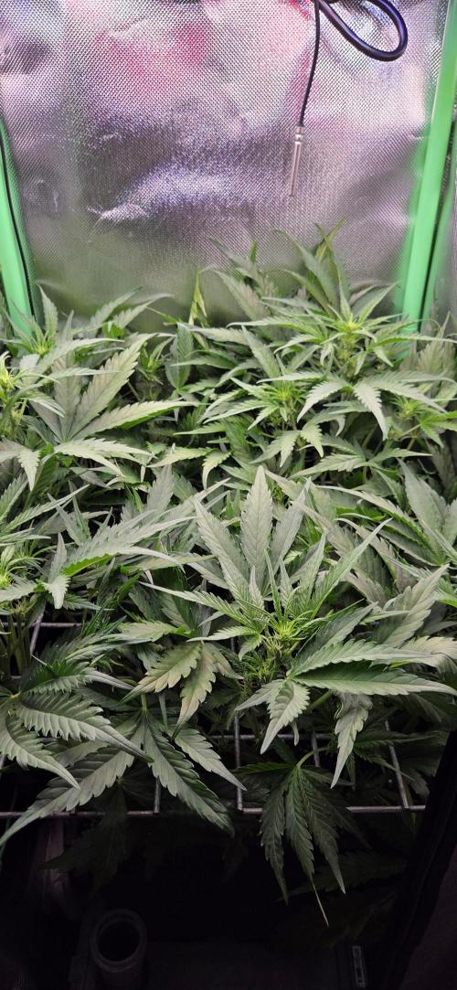 FB420 Purple Haze Automatic in 40x40. Week 6