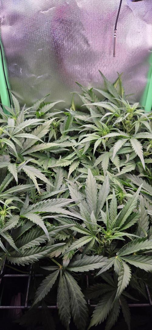 FB420 Purple Haze Automatic in 40x40. Week 6