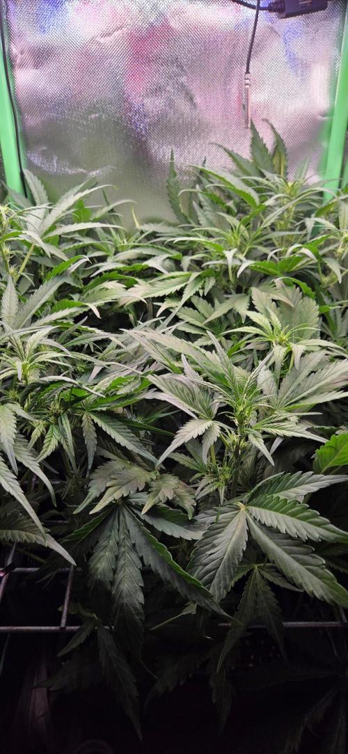 FB420 Purple Haze Automatic in 40x40. Week 6
