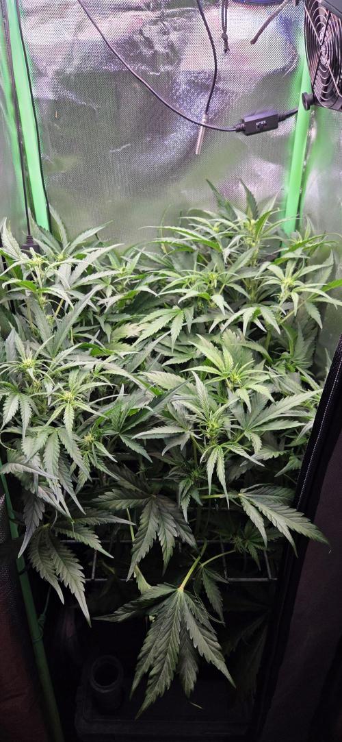 FB420 Purple Haze Automatic in 40x40. Week 6