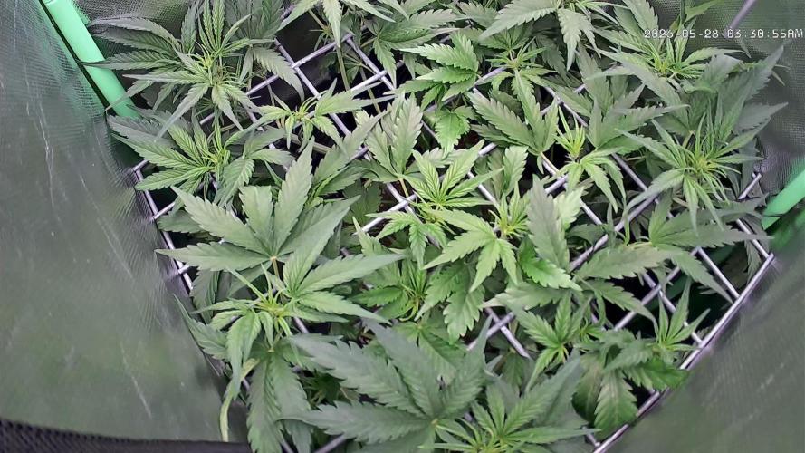 FB420 Purple Haze Automatic in 40x40