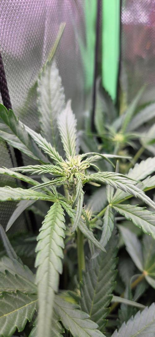FB420 Purple Haze Automatic in 40x40. Week 7