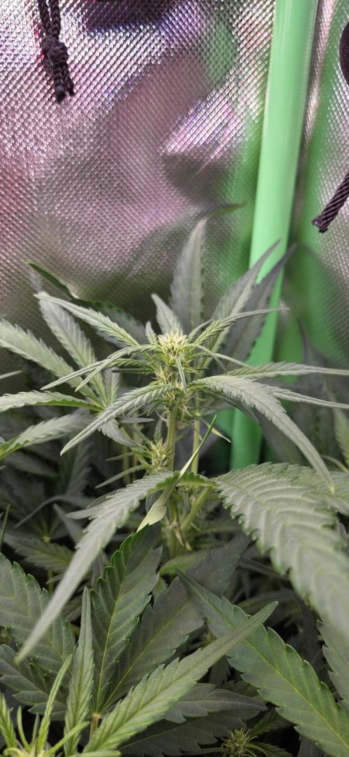 FB420 Purple Haze Automatic in 40x40. Week 7