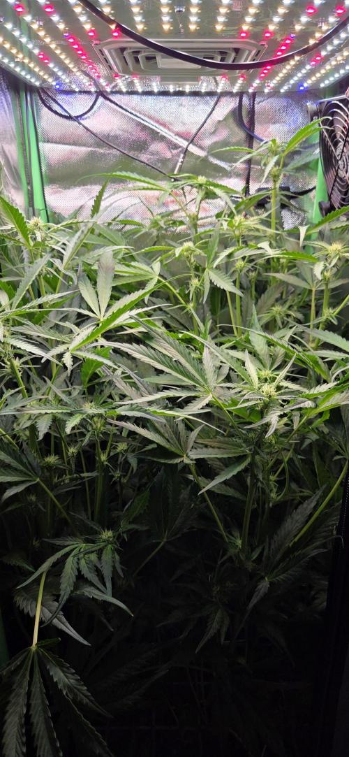 FB420 Purple Haze Automatic in 40x40. Week 7