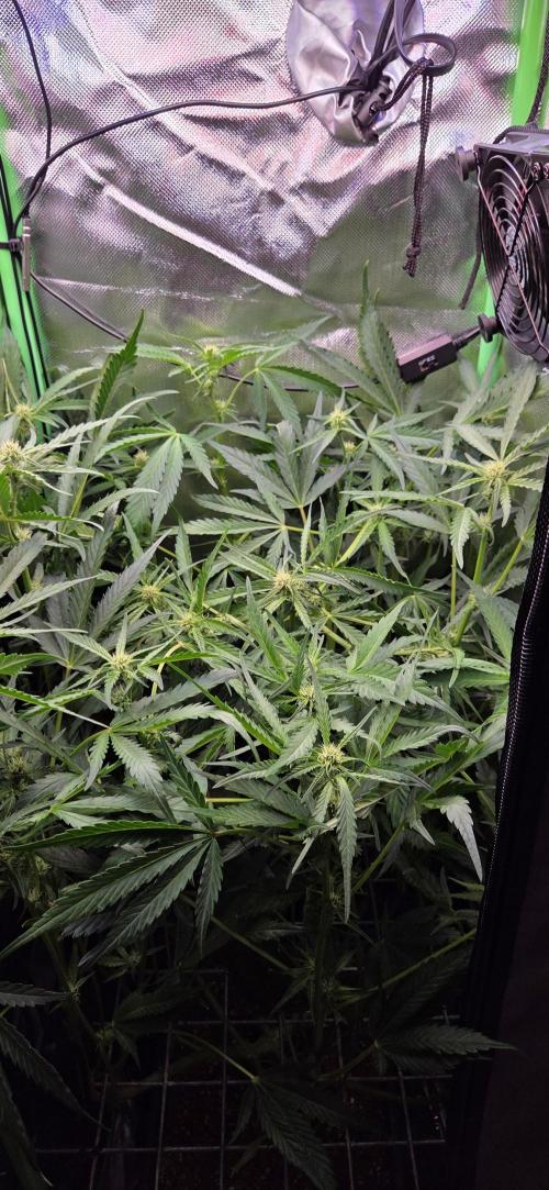 FB420 Purple Haze Automatic in 40x40. Week 7